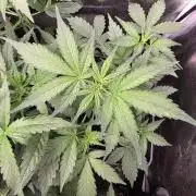 Bruce Banner Auto