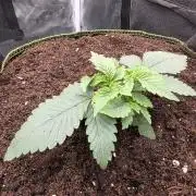 Mimosa x CHIMERA #3