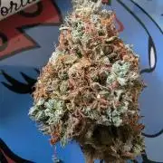 [2nd Run] Sweet Cheese Auto