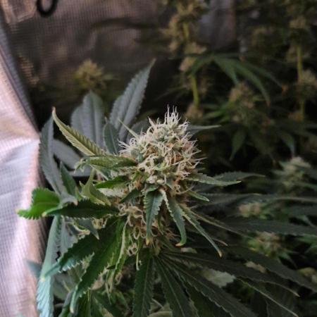 Ice cream haze