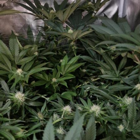 Orange bud 2.0