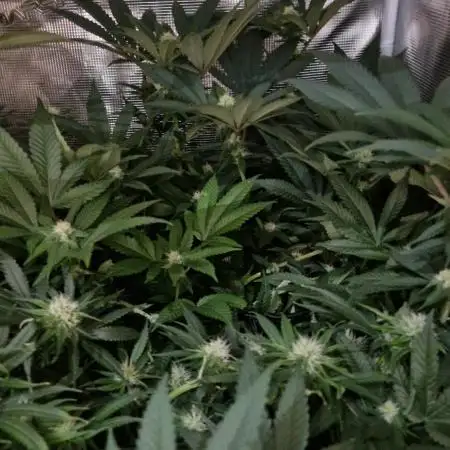Orange bud 2.0