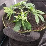 Pineapple Fruz