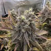 Orange Apricot Glue XL Auto