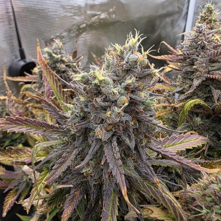 Orange Apricot Glue XL Auto