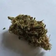 jealousy Z XL Auto