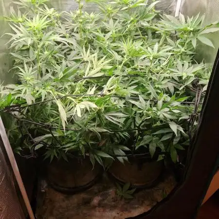 Ice cream haze