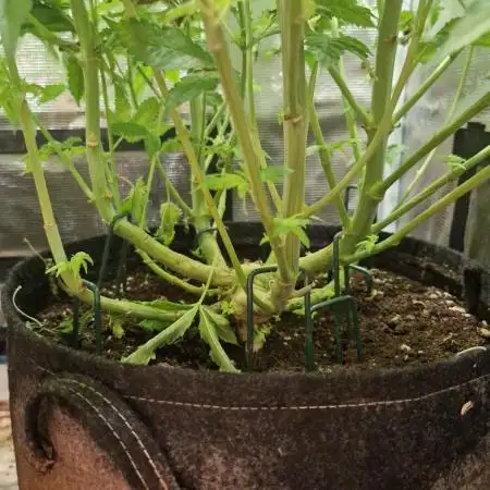 Orange bud 2.0