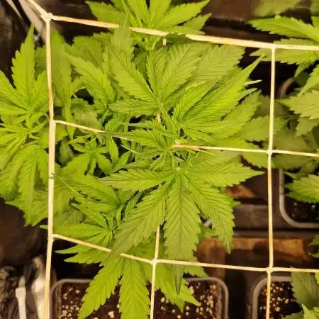 Tropicana Cookies Automatic
