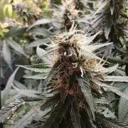 [2nd Run] Sweet Cheese Auto