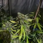 [2nd Run] Sweet Cheese Auto