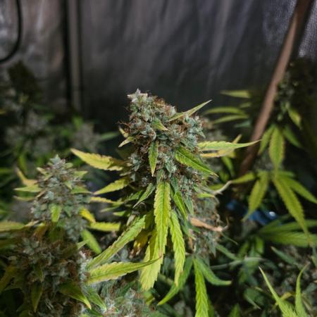 [2nd Run] Sweet Cheese Auto