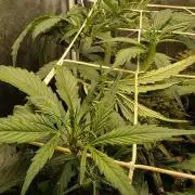 Orange Apricot Glue XL Auto