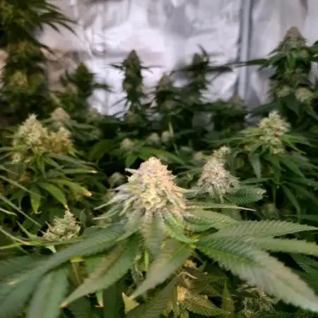 Orange bud 2.0