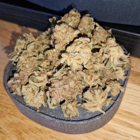 [2nd Run] Gorilla Girl XL Auto