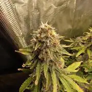 Purple Haze Automatic