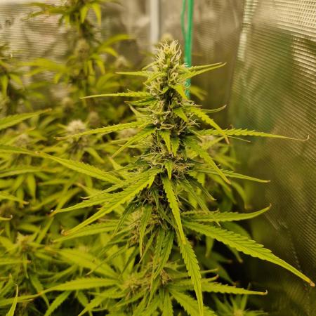 Tropicana Cookies Automatic