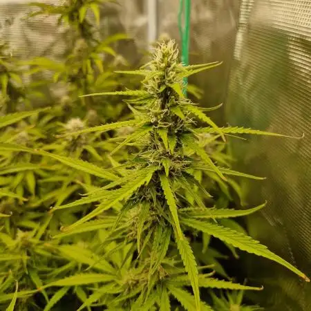 Tropicana Cookies Automatic