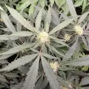 [2nd run] Green Crack Automatic