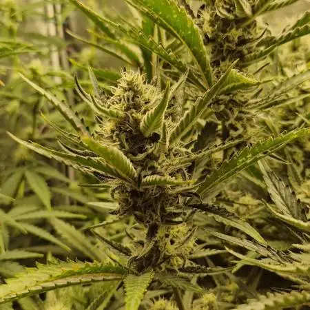 Sweet Mandarine Zkittlez XL Auto
