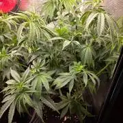 Mimosa x CHIMERA #3