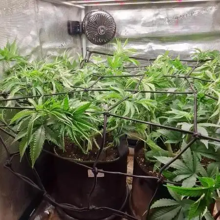 Ice cream haze