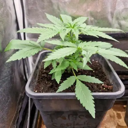 Tropicana Cookies Automatic