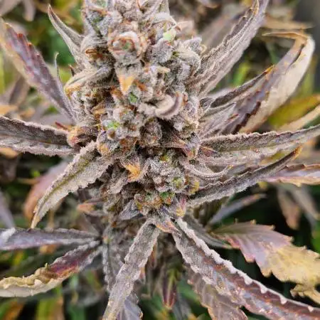 Sweet Mandarine Zkittlez XL Auto