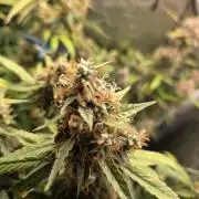 [2nd Run] Sweet Cheese Auto