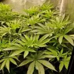 Orange bud 2.0
