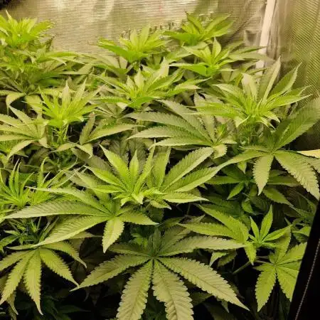 Orange bud 2.0