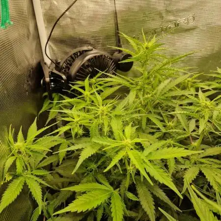 Purple Haze Automatic