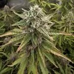 Purple Haze Automatic