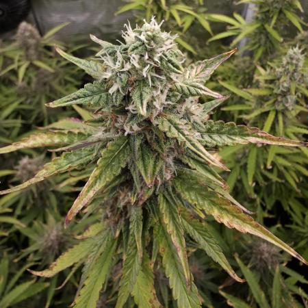 Purple Haze Automatic