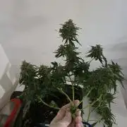 [2nd run] Green Crack Automatic