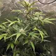 Bruce Banner Auto