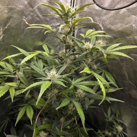 Bruce Banner Auto