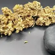 Sweet Mandarine Zkittlez XL Auto