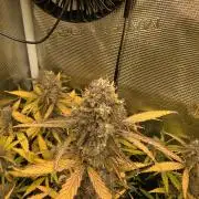 Solar Panel Automatic