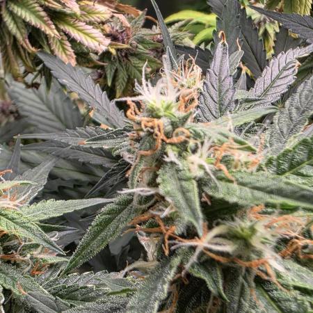 [2nd Run] Sweet Cheese Auto