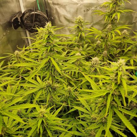 Solar Panel Automatic