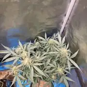 [2nd run] Green Crack Automatic