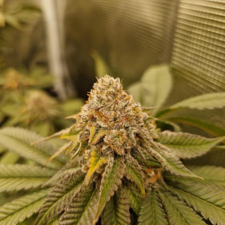 Ice cream haze