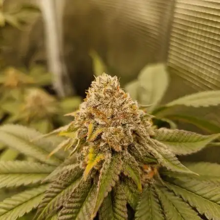 Ice cream haze