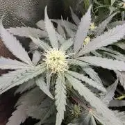 [2nd run] Green Crack Automatic