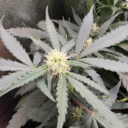 [2nd run] Green Crack Automatic