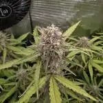 Solar Panel Automatic