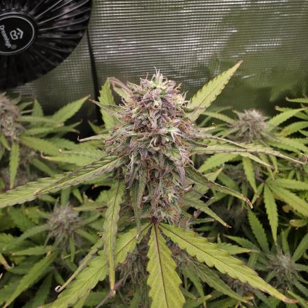 Solar Panel Automatic