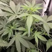 Bruce Banner Auto