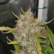 Bruce Banner Auto